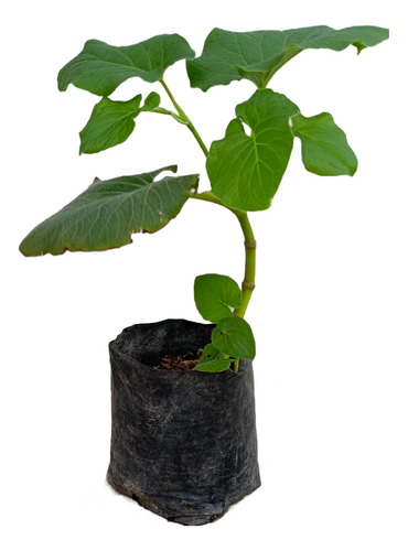 Hoja Santa, Hierba Santa O Cuyo 1 Planta De 40cm