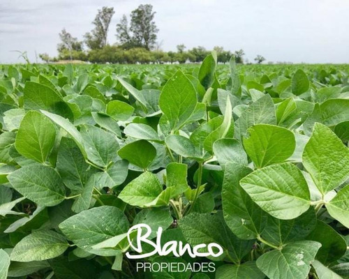Imagen 4 de 6 de Blanco Propiedades - Campo Mixto En Realicó - La Pampa