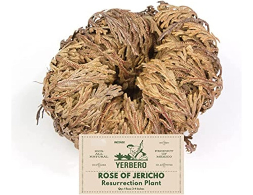 Jumbo Rosa De Jericó Flor Seca 3.5'' 6'' | Selaginella...