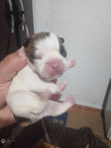 Cachorro Bulldog Francés,nacieron El 14 De Febrero/24