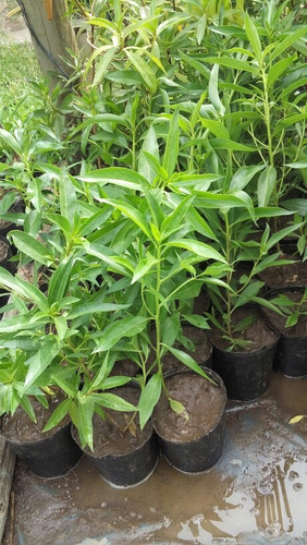 Siempreverde: Myosporum En Env 10 Lts