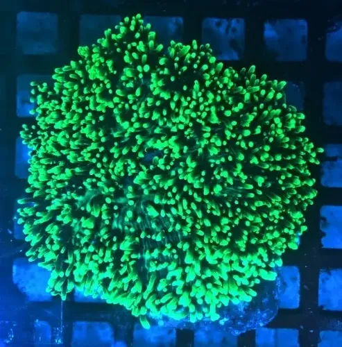 Combo De Coral, Escolha 5 Unidades + 1 Casal De Ocellaris