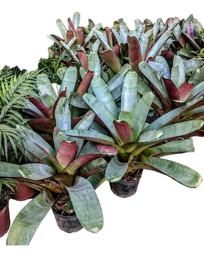 Alcantarea Imperialis - Bromelia Gigante ! - Media Sombra