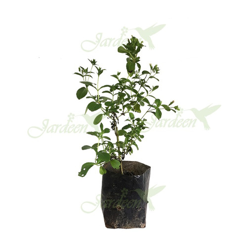 Muda De Stevia Rebaudiana