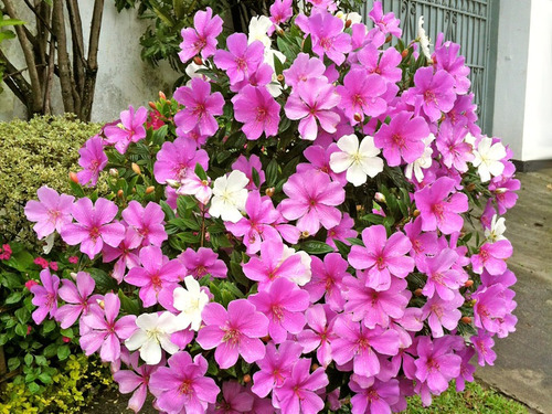 Imagem 4 de 10 de 20 Sementes De Manacá Da Serra Anão Tibouchina Mutabilis