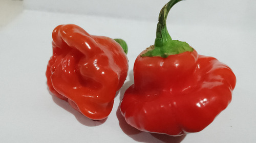 Semillas Chile Jamaican Hot Red (25)