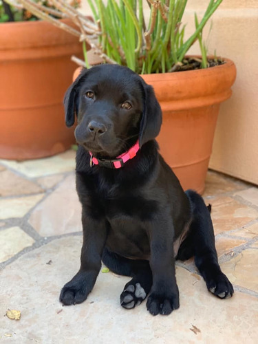 Labrador Negro Unicos Genetica Unica Criadero Chascomús