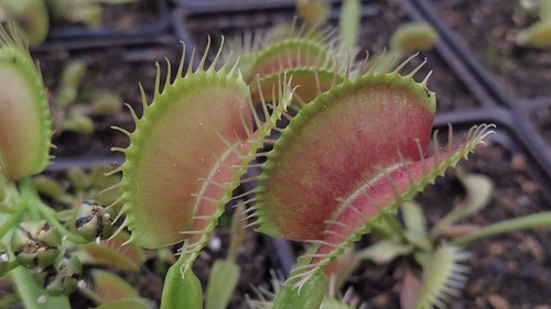 Semillas Venus Atrapamoscas (planta Carnivora)