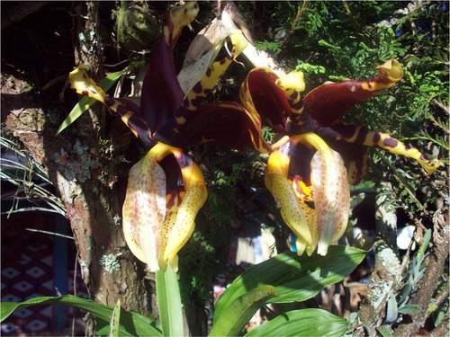 Orquidea Dendrobium Y Stanhopea Tigrina