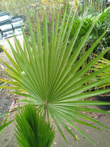 Imagen 2 de 3 de Palmera Washingtonia Filifera (palmera De California) 10lts