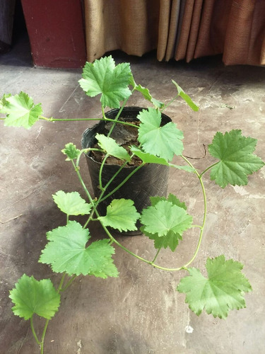 Malva De Campo (modiolastrum Malvifolium)cubresuelo Colgante