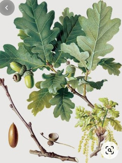 40 x Quercus cerris bellotas semillas zerreiche arrastrándola roble semillas rara vez plantación