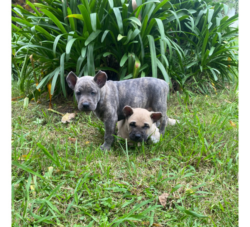 Cachorros Cimarrones Puros!