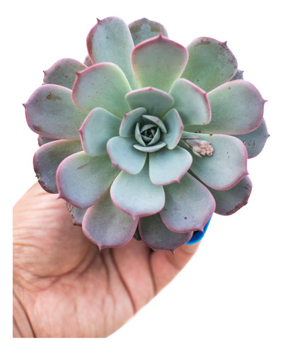 Echeveria Azulita Suculenta Colección N° 8