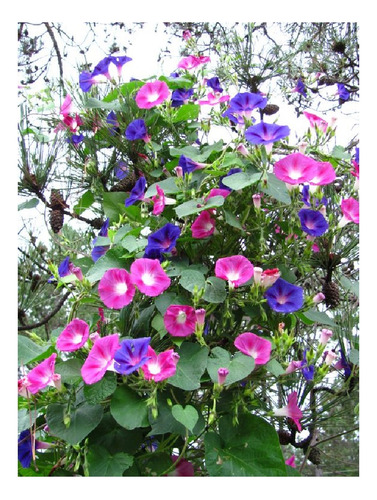 Ipomea Purpurea Mix De Colores -semillas 40 Imp.holanda