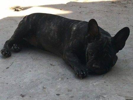 Imagen 3 de 3 de Bulldog Francés Hembra Atigr