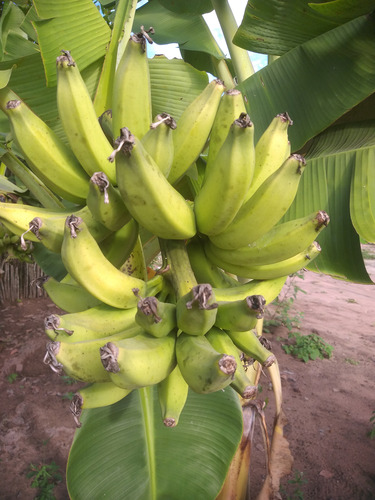 Vendo Casa .com Pequeno Sitio Frutífero E Casa Do Caseiro