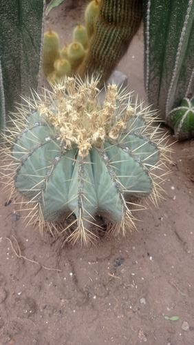 Cactus Ferocactus Glaucens ( 100 Semillas ).