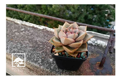 Imagen 3 de 3 de Maceta Plástica P9 Suculentas Germinados X 50 Unidades