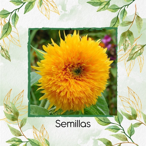 80 Semillas De Flor Helianthus Annus Enano