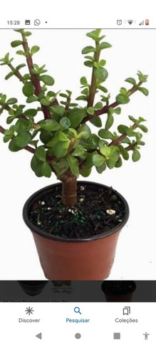 Imagem 2 de 3 de Muda De Mini Jade Portulacaria Afra- Árvore Da Fortuna.