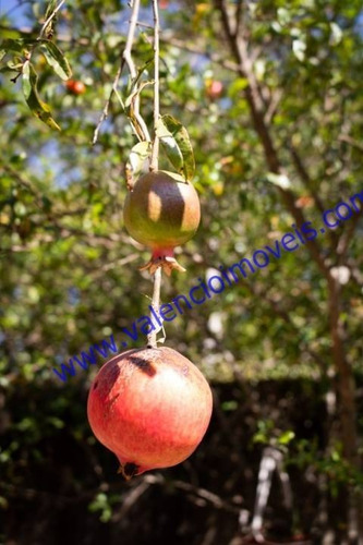 Imagem 14 de 20 de Venda - Chácara - Chácara Recreio Cruzeiro Do Sul - Santa Bárbara D'oeste - Sp - 1493jur