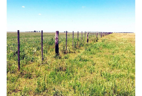Imagen 8 de 15 de Campo En Quemu Quemu La Pampa