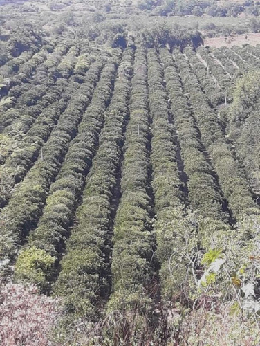 Imagen 7 de 23 de Venta De Terreno Puente De Ixtla Precio A Negociar, Con Titulo De Agua H