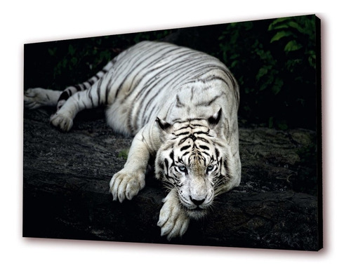 Cuadro 50x30cms Decorativo Tigre 4!!!+envío Gratis