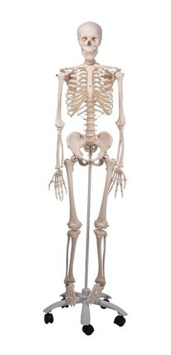 Esqueleto Humano Tamaño Natural (180 Cms) Modelos Anatómicos