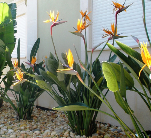 Plantas Strelitzia Reginae Flor Pajaro Ave 7l Naranja | MercadoLibre