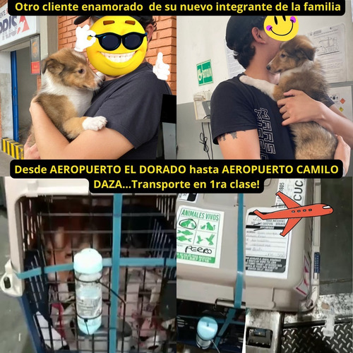 Imagen 7 de 8 de Pastor Collie Cachorros