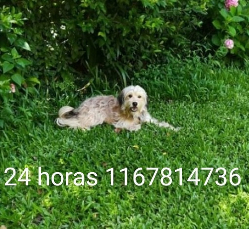 Imagen 2 de 4 de Cremacion De Mascotas