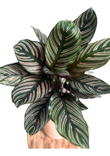 Planta Calathea Ornata