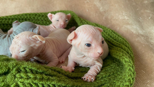 Gatos Sphynx Gato Esfinge Sin Pelo