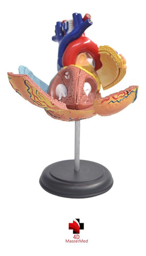 Modelo Do Corpo Humano - Coração - 4d Master
