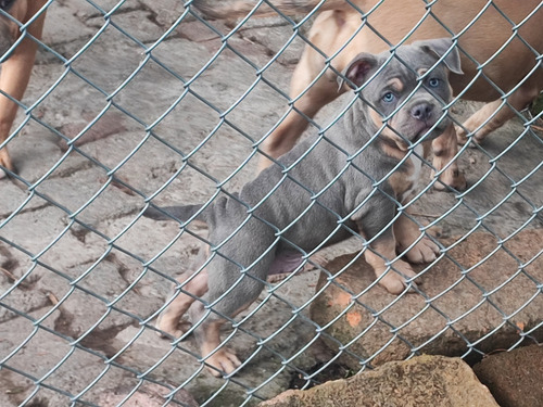 American Bully
