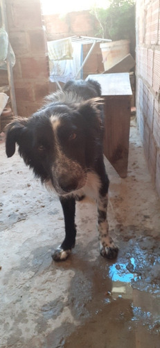 Imagem 3 de 4 de Cachorro De Raça Border Collie