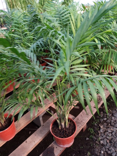 Palmera Chamaedorea-hermosa-e Gratis Caba Y Gba