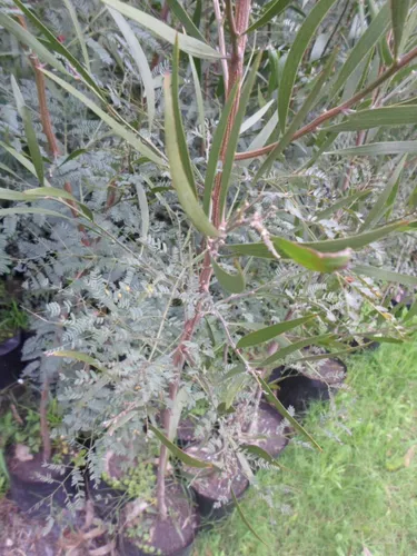 Acacia Negra.