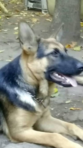 Ovejeros Manto Negro 30 Días Desparacitados