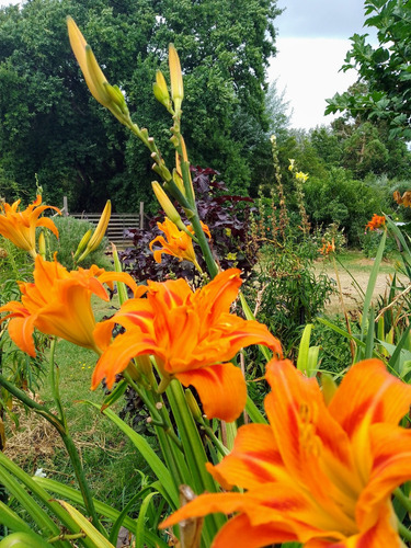 Hemerocallis, Hemerocali, Naranja Flor Doble