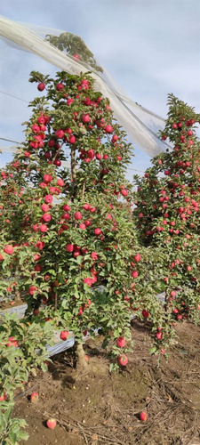 Campo Frutícola En Venta En Linares