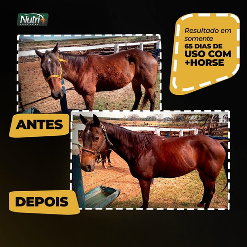 Suplemento Cavalo Hanoveriano Holsteiner Oldenburger Puruca