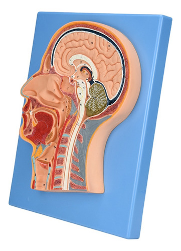Zeigen Modelo Anatómico Del Corte Medial De La Cabeza
