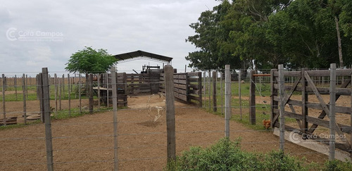 Imagen 5 de 14 de Se Vende Campo Foresto-ganadero De 1123 Ha En Paraje Galarza. Iberá. Corrientes