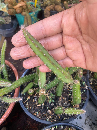 Selenecereus 10 Cortes Fazer Porta Enxerto Para Microenxerto