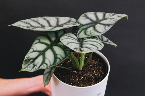 Alocasia Silver Dragon (planta De Coleccion)