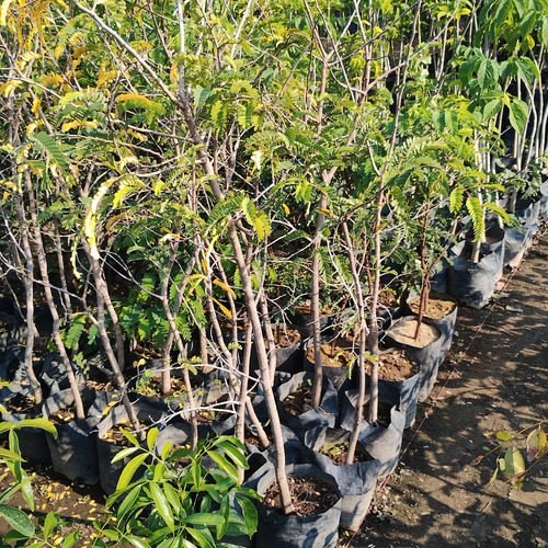 Arbol De Tamarindo Fruto Grande A/2
