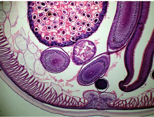 Imagen 7 de 7 de Microscopio Compuesto Biológico Amscope M150c-i 40x-1000x